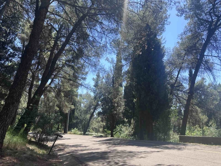 Masked individuals attempted arson on Gorica Hill