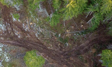 Podnijeli tri krivične prijave zbog bespravne sječe šuma