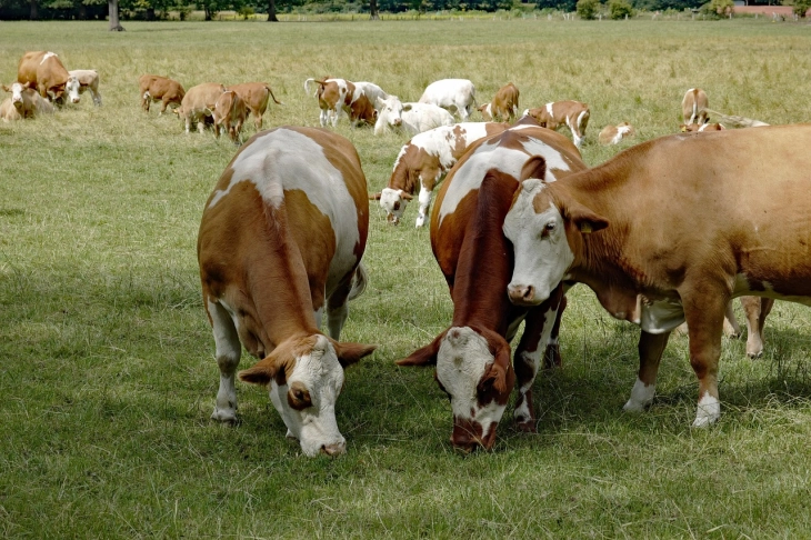 Monstat: Više goveda i ovaca