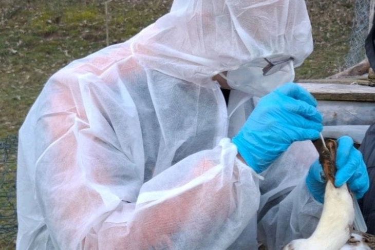 Masovno uginuće živine na dvije farme u Bijelom Polju, slučaj prijavljen policiji i tužilaštvu