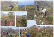 Uprava za gazdovanje šumama i lovištima, sadnice, planina vojnik