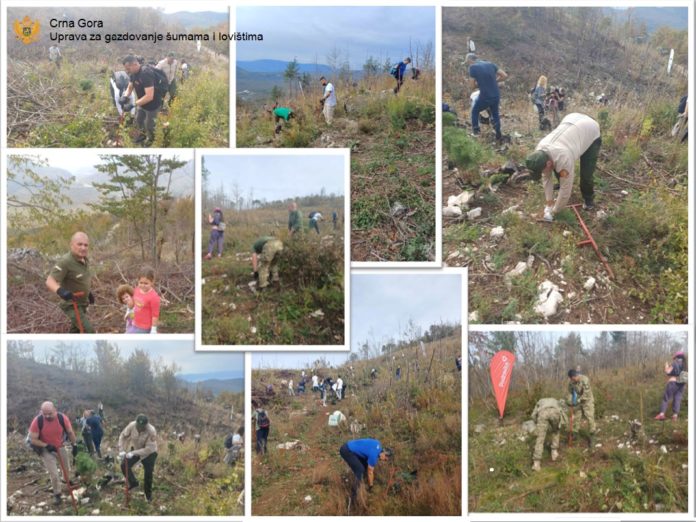 Uprava za gazdovanje šumama i lovištima, sadnice, planina vojnik